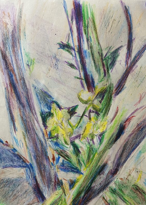 Orchids